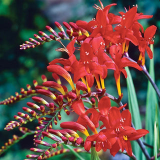 Lucifer Crocosmia