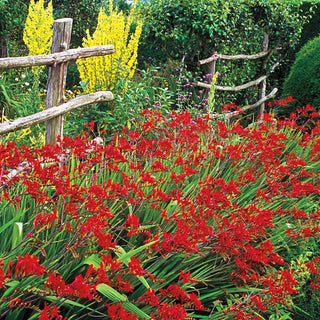 Lucifer Crocosmia