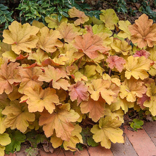 Mega Caramel Heuchera