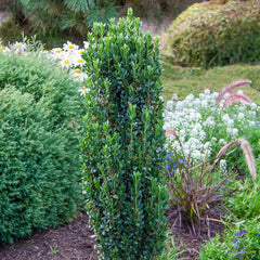 Sky Pencil Japanese Holly – Breck's