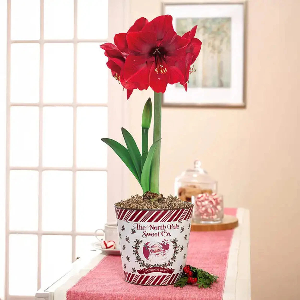 planting amaryllis in pots Miracle Amaryllis in North Pole Pot