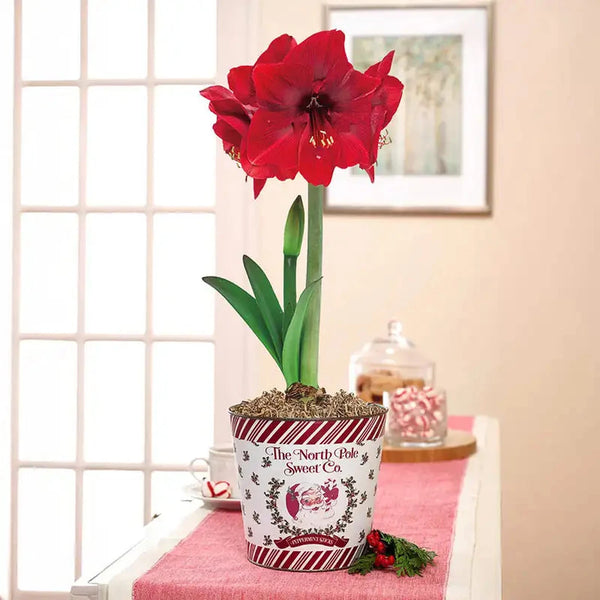 planting amaryllis in a pot Miracle Amaryllis in North Pole Pot – Breck's