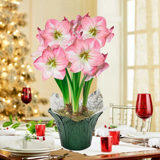 Caprice Amaryllis Single & Triple in Foil Wrapped Pot