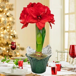 Ragtime Amaryllis in Foil Wrapped Pot