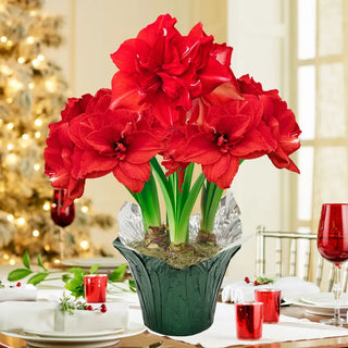 Ragtime Amaryllis in Foil Wrapped Pot