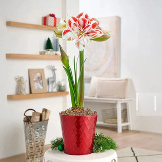 Bright Nymph Amaryllis Single