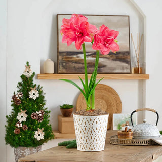 Candy Nymph Amaryllis Single
