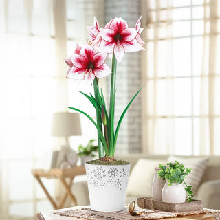 Temptation Amaryllis Single