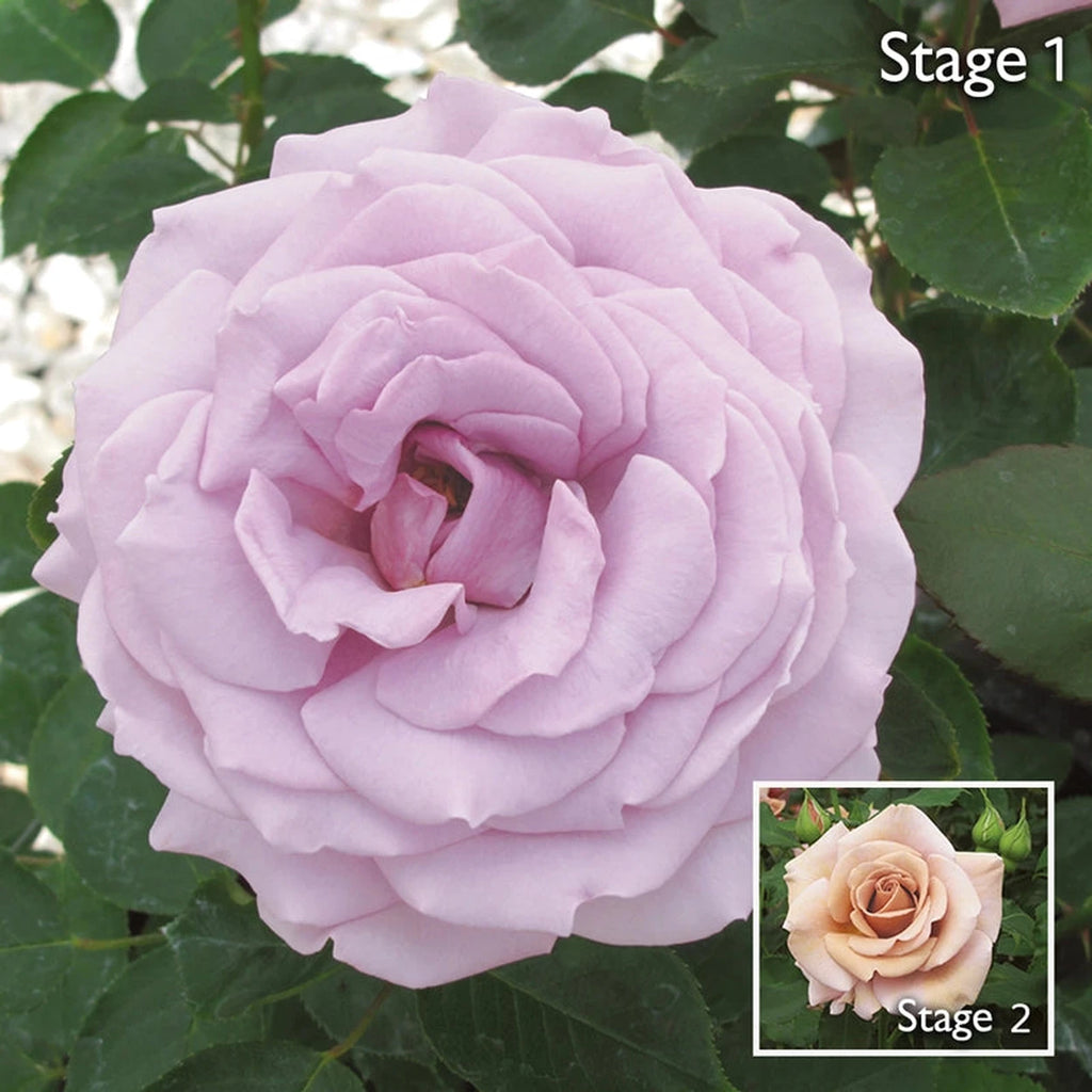 Koko Loko Floribunda Rose | Roses for Growing | Breck’s