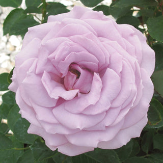 Koko Loko™ Floribunda Rose