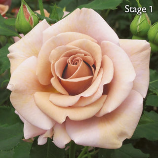 Koko Loko™ Floribunda Rose
