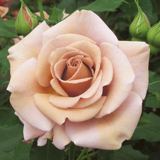 Koko Loko™ Floribunda Rose