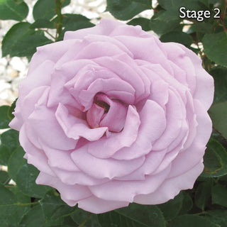 Koko Loko™ Floribunda Rose