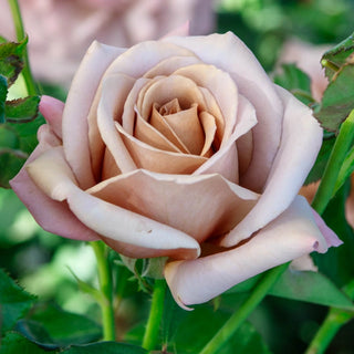 Koko Loko™ Floribunda Rose