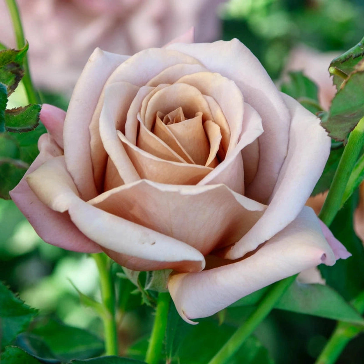 koko loko rose seeds Koko Loko™ Floribunda Rose