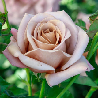 Koko Loko™ Floribunda Rose