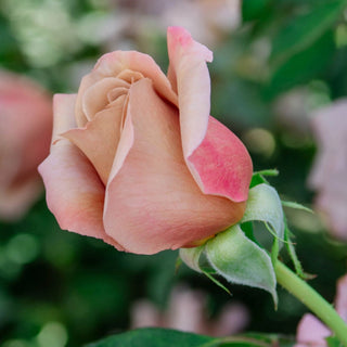 Koko Loko™ Floribunda Rose