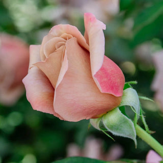 Koko Loko™ Floribunda Rose