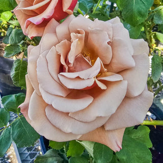 Koko Loko™ Floribunda Rose