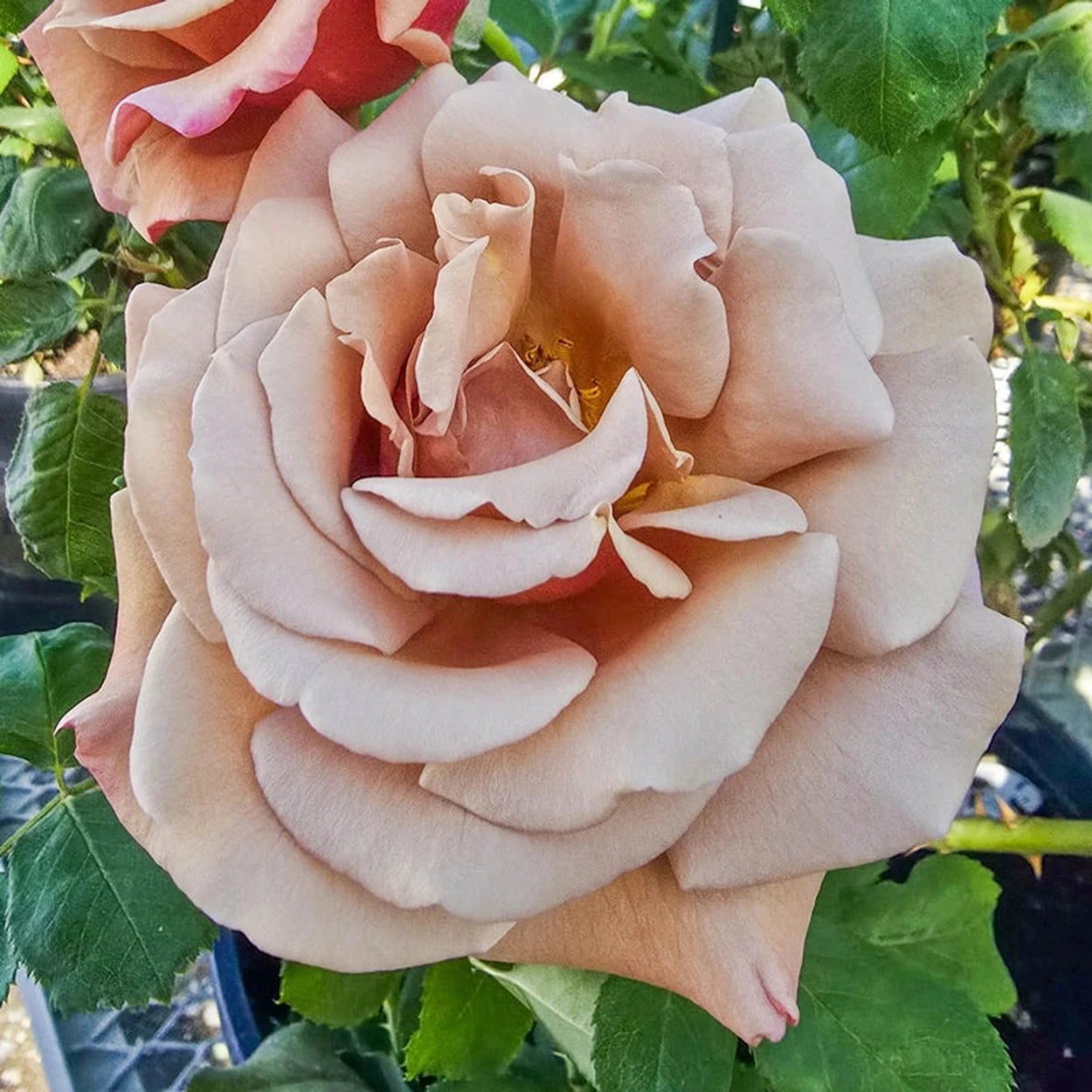 koko loko rose seeds Koko Loko™ Floribunda Rose