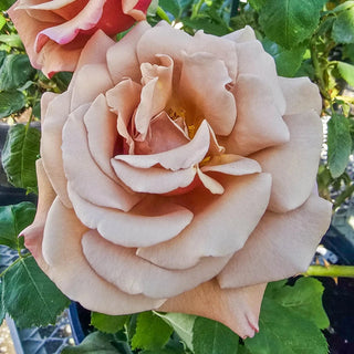 Koko Loko™ Floribunda Rose