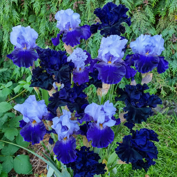 Buy Blue Velvet Bearded Iris Mixture | Iris Bulbs | Breck's
