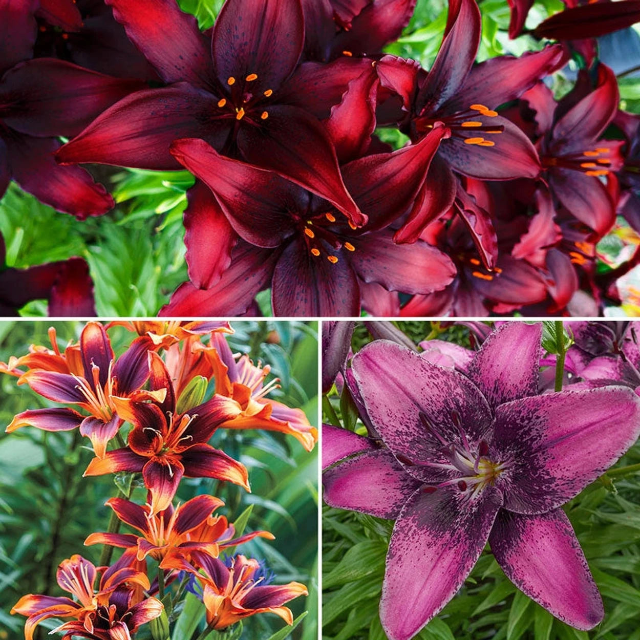 asiatic lily foliage Asiatic Lily Collection