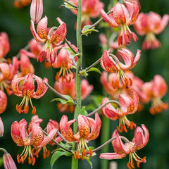 Manitoba Morning Turk's Cap Lily Manitoba Morning Turk's Cap Lily