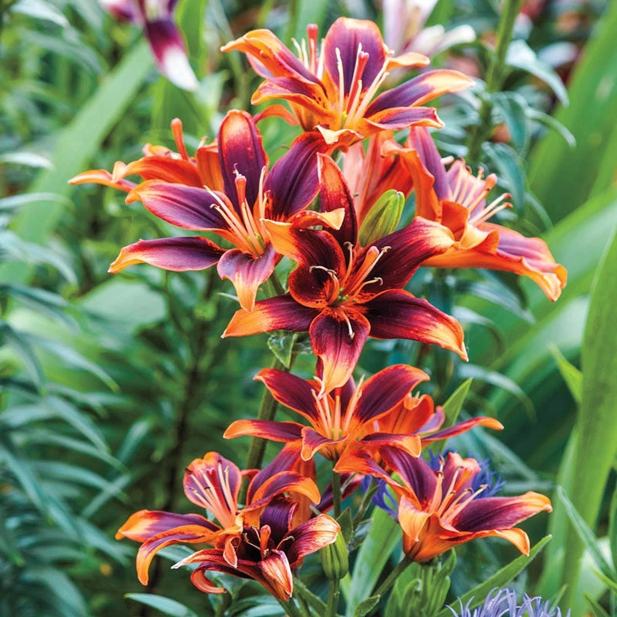 asiatic lily bulbs online Super Lily Collection