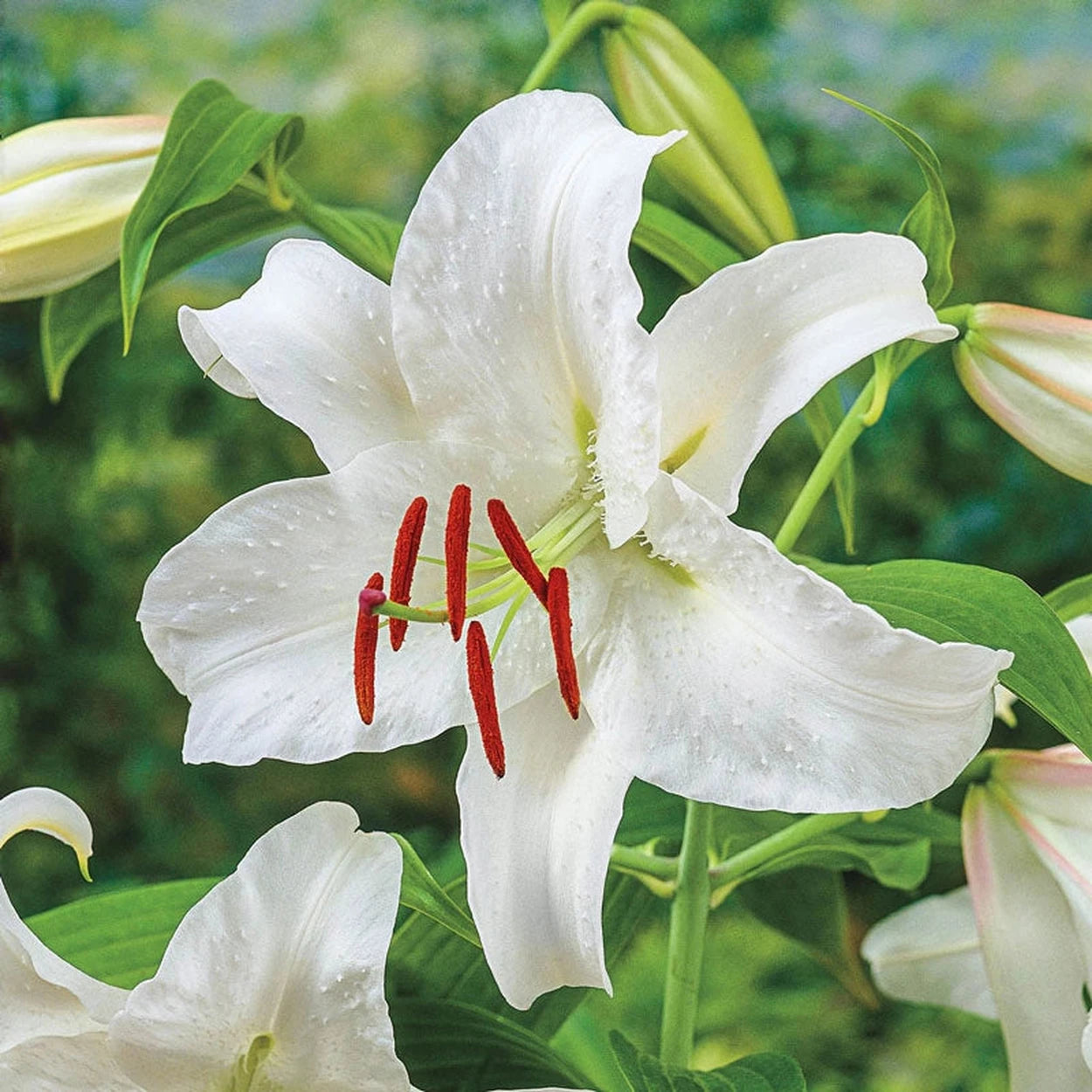 white lily with burgundy center Super Lily Collection
