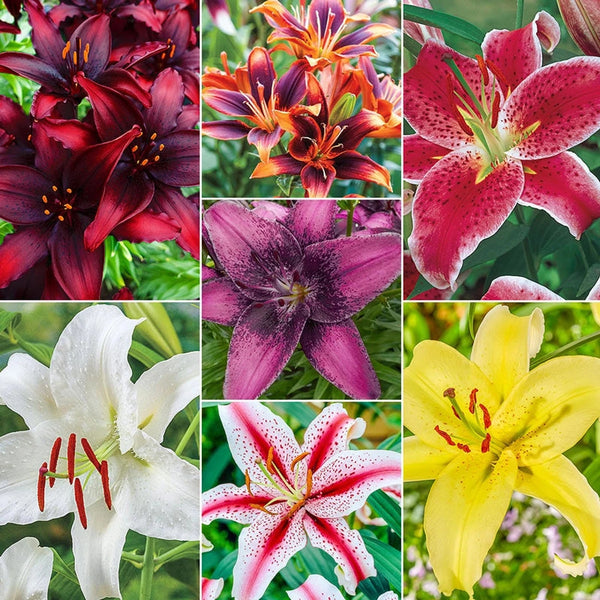 lily Floriculture Greens Flower Bulbs IMP.Asiatic Lilly Flower Bulbs