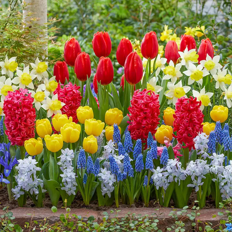 Colour Carnival Border Collection Shop Online Breck's Brecks