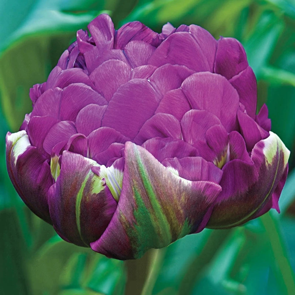 Buy Negrita Double Tulip | Spring Bulbs for Sale | Breck's