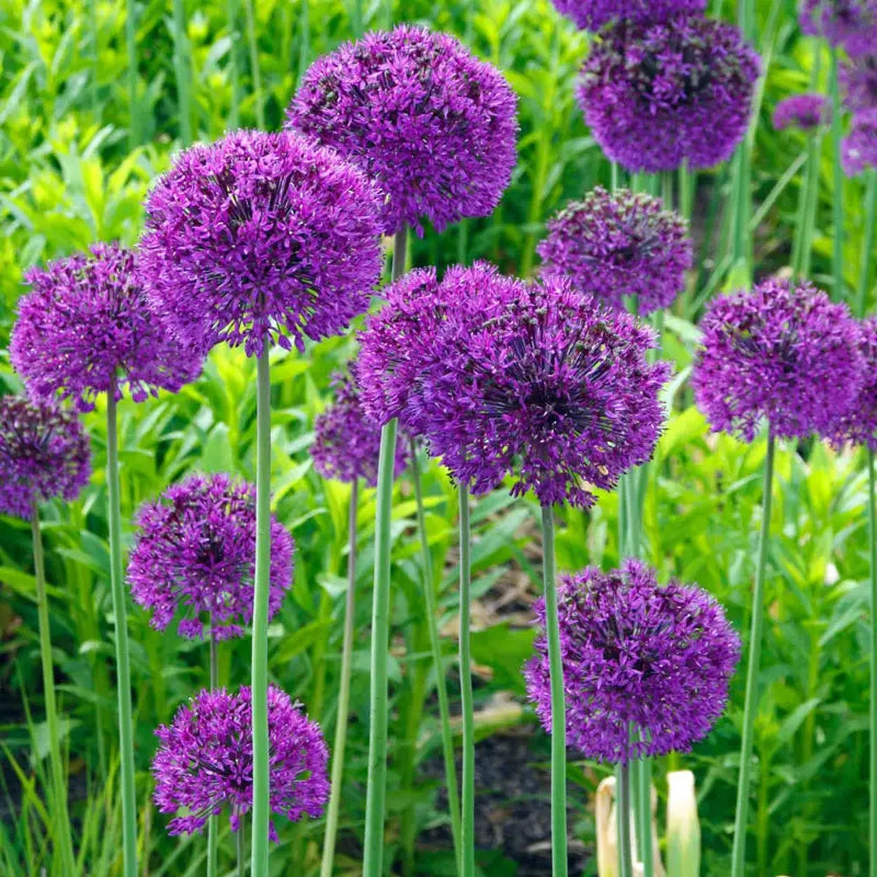 potted allium plants for sale Persian Blue™ Allium