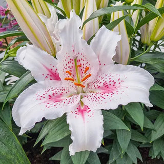 Muscadet Oriental Carpet Border Lily™