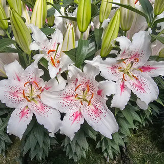 Muscadet Oriental Carpet Border Lily™