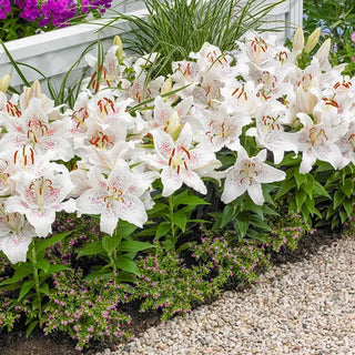 Muscadet Oriental Carpet Border Lily™