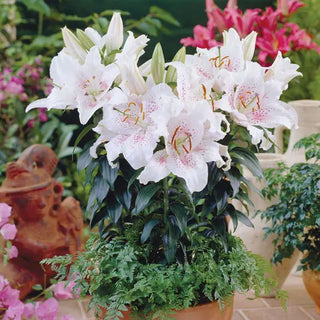 Muscadet Oriental Carpet Border Lily™