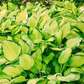 Gold Standard Hosta