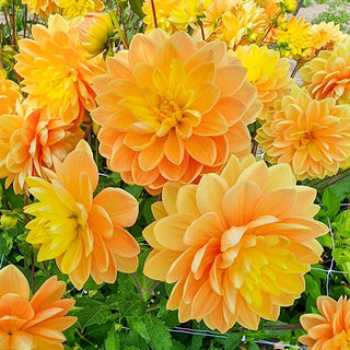 Aladdin's Lamp Dahlia
