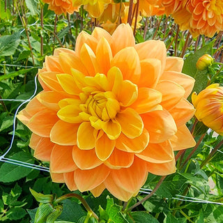 Aladdin's Lamp Dahlia