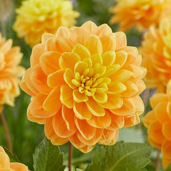 Buy Aladdin Lamp Dahlia | Decorative Dahlias | Breck's