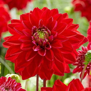 All Directions Dahlia