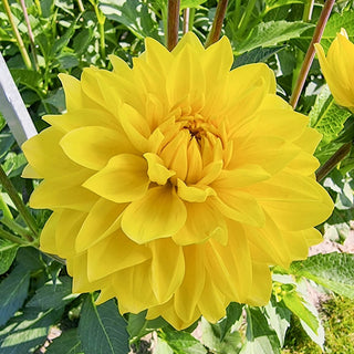 American Sun Dahlia