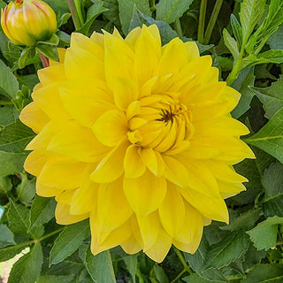 American Sun Dahlia