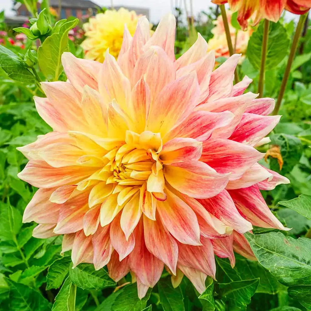 Beeks Bulbs Shop Explosion Dahlias | Spring Planted Bulbs | Breck's