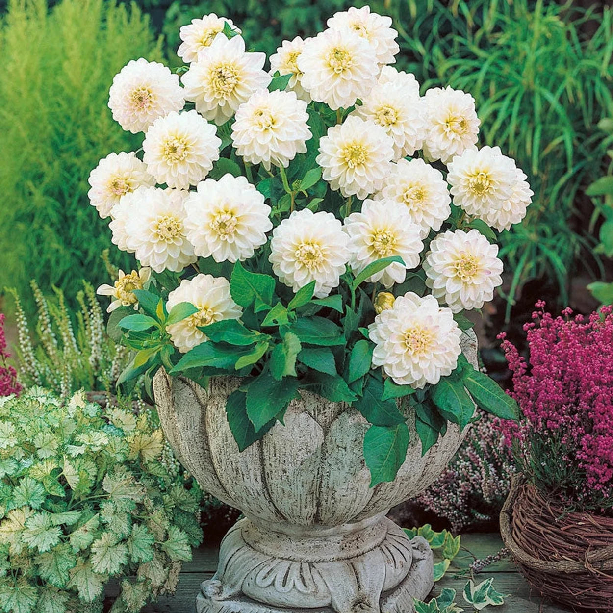 potted dahlia plants for sale Wittem Dahlia