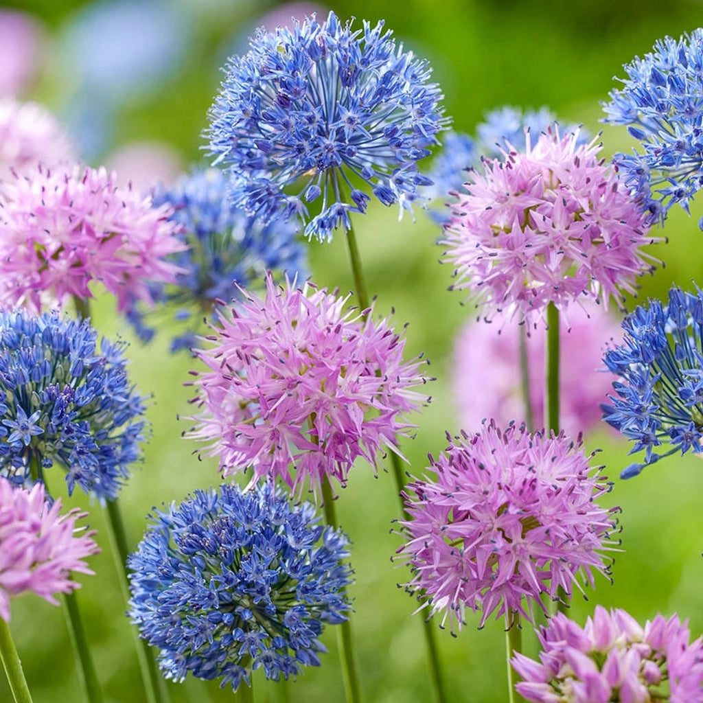 Beeks Bulbs Buy Heavenly Hues Allium Mixture | Allium Bulbs | Breck's