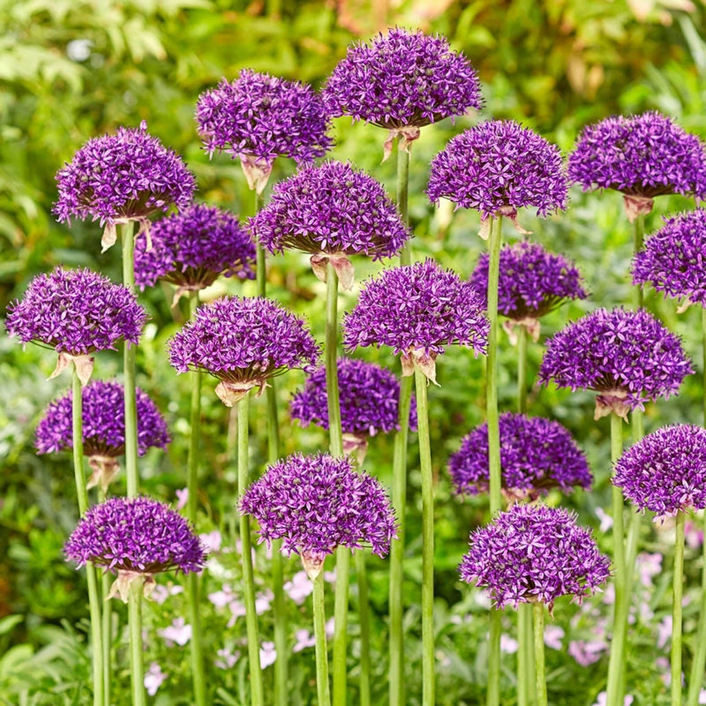 Beeks Bulbs Buy Chicago Allium Bulbs | Fall Planted Bulbs | Breck's