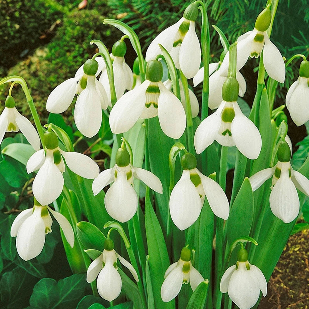 Beeks Bulbs Buy Giant Early Snowdrops | Fall Planted Bulbs | Breck's